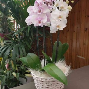 Composizione orchidea in cesto