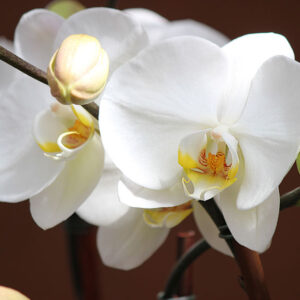 orchidea bianca