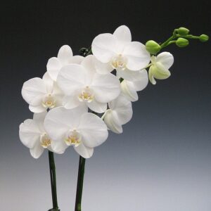orchidea bianca cura